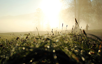 Landscape, Grass HD wallpaper
