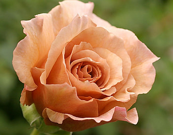 Rose, garden, one, flower HD wallpaper