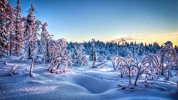 Winter Sunset, trees, landscape, sky, snow, colors HD wallpaper