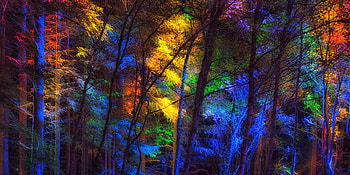 Forest, trees, colorful, water colors, artwork HD wallpaper