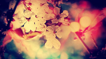 Pretty For Computer Cave HD wallpaper
