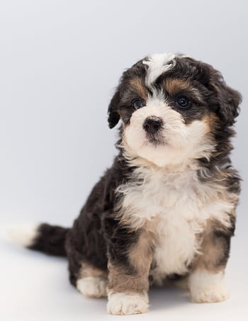 Cute Bernese Mountain Dog puppy sitting on a white background, looking curious. HD phone wallpaper
