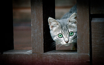 Animals, Kitty, Kitten, Curiosity, Peek Out, Look Out HD wallpaper