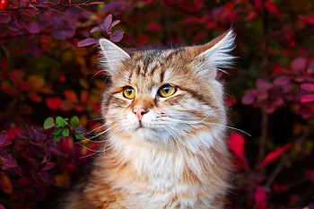 Cat, animal, kitten, kitty HD wallpaper
