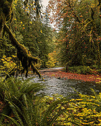 Nature, Rivers, Trees, Fern, Branches HD phone wallpaper