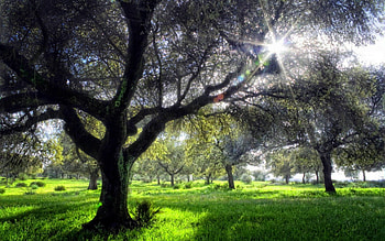 FOREST SUNBURST, trees, summer, nature, forest HD wallpaper