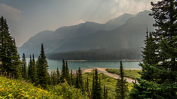 Spruce Trees Bushes Yellow Flowers And Landscape View Of Forest Lake Mountains Under Blue Sky Nature HD wallpaper
