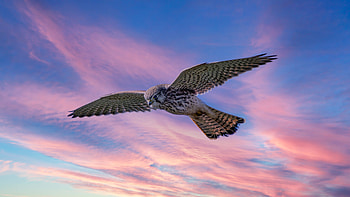 Animal, bird HD wallpaper