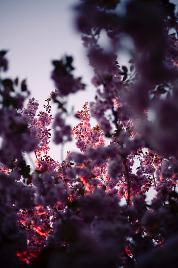 Flowers, Pink, Wood, Tree, Branches, Bloom, Flowering, Spring HD phone wallpaper