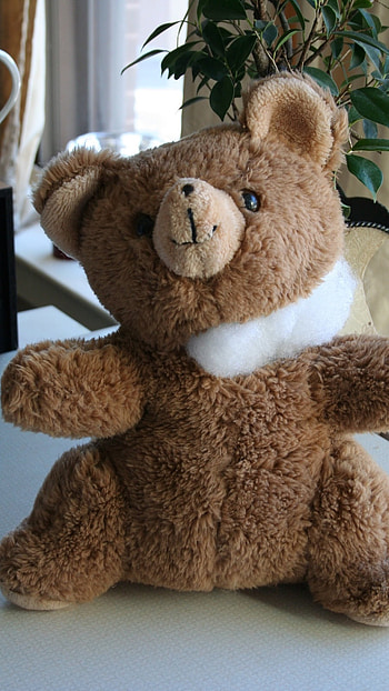Teddy Bear Live, Cute, Toy HD phone wallpaper