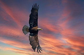 Bald Eagle Open Wings Sky , bald-eagle, eagle, birds HD wallpaper