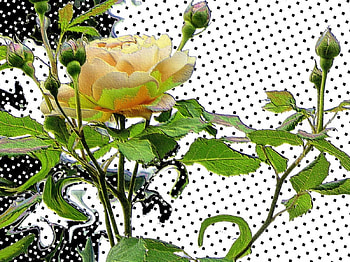 The gift of a rose, roses, 3d HD wallpaper