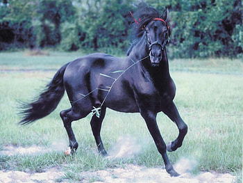 Playground, spanish, andalusian, horses, black HD wallpaper