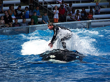 Atop the Orca, seaworld, orca, water, entertainment HD wallpaper