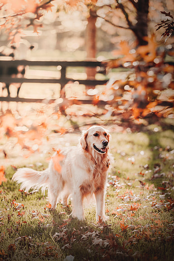 Animals, Dog, Pet, Protruding Tongue, Tongue Stuck Out, Retriever HD phone wallpaper