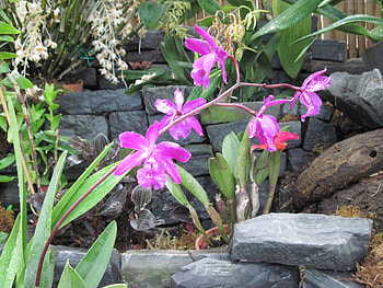 flowers in the mix 04, purple, pink, graphy, green, Flowers, garden HD wallpaper