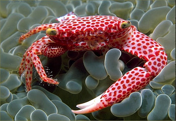 CORAL CRAB, crab, coral, crustation, red, sealife, spotted HD wallpaper