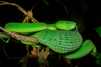 Animals, Reptile, Snake, Scale, Scales, Terrarium HD wallpaper