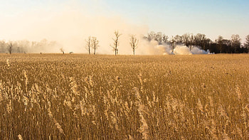 Nature, Trees, Smoke, Field, Ears, Herbs, Herbage, Spikes HD wallpaper