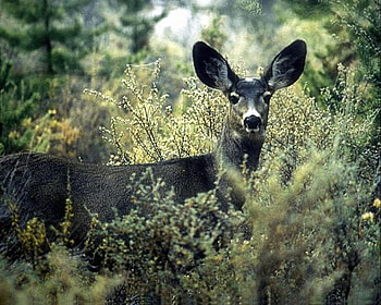 Did I Hear Something, trees, woods, brush, deer HD wallpaper