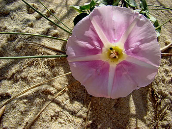 Desert Flower, desert, nature, beach, flower HD wallpaper