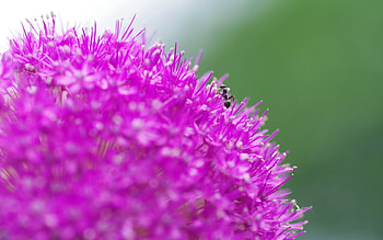 Grass, Background, Flower, Macro, Ant HD wallpaper