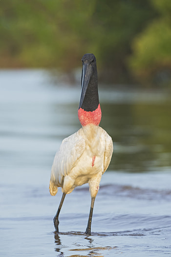 Jabiru, Birdwatcher's delight, Elegant flyer, Wetland inhabitant HD phone wallpaper