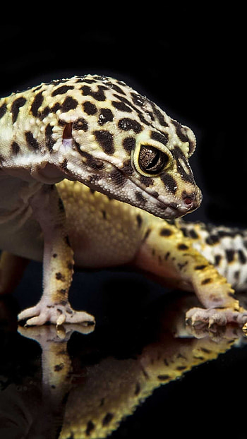 Lizard HD phone wallpaper