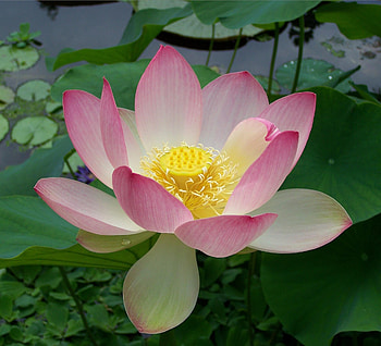 Flowers, Water, Leaves, Lotus, Close-Up HD wallpaper