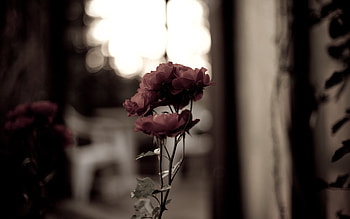 Plants, Flowers HD wallpaper