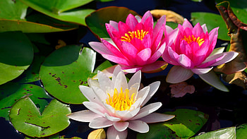 Nature, water lily, , walls HD wallpaper