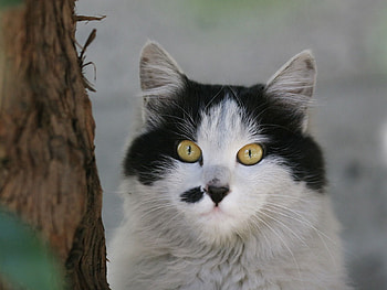 Animals, Cat, Muzzle, Spotted, Spotty HD wallpaper