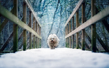 Snowing, dog, winter, run, snow HD wallpaper