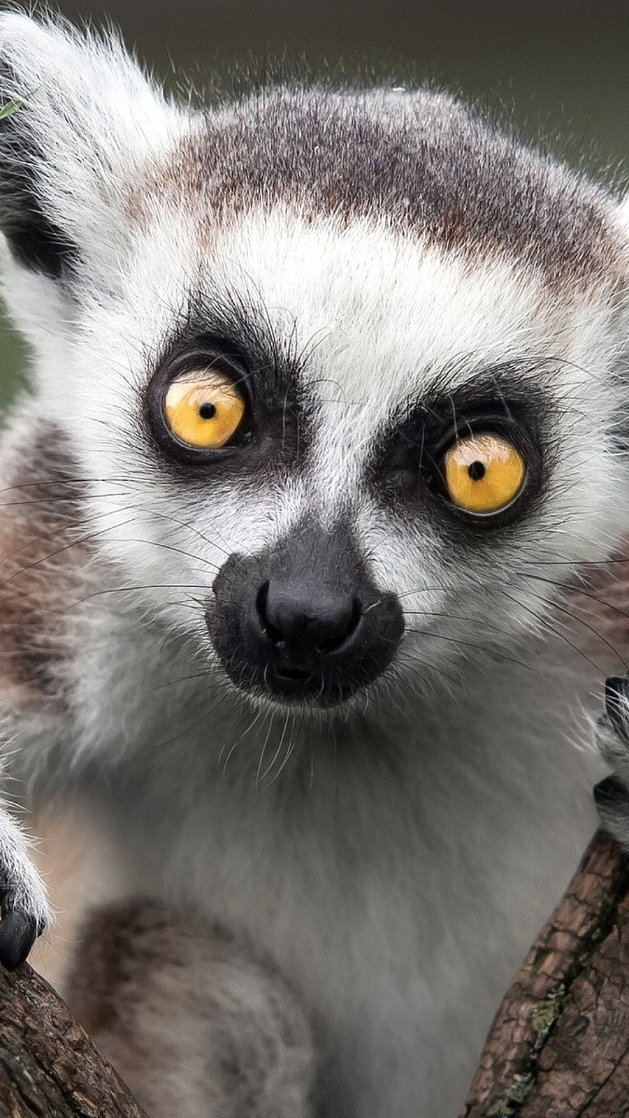 Ring Tailed Lemur, Animals, Lemur , Top backgrounds HD phone wallpaper