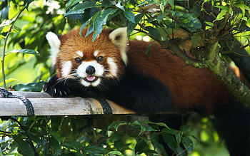 Animals, Wood, To Lie Down, Lie, Tree, Branch, Red Panda HD wallpaper