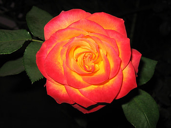 Rose, leaves, nature, flower HD wallpaper