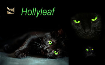 Warrior Cats By Hoffnungsstern D W Hlp HD wallpaper