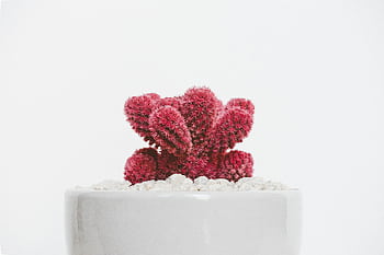 A striking red cactus in a white pot with pebbles, set against a minimalist background. HD wallpaper