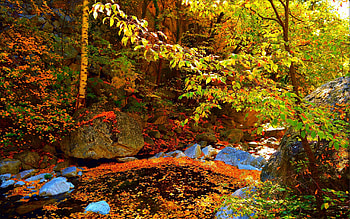 Fall Forest, trees, leaves, creek, stones, colors HD wallpaper