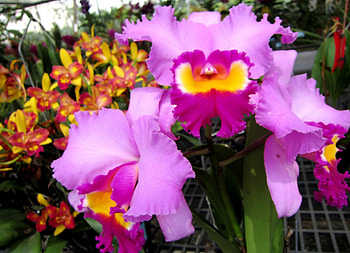 Pretty orchid, colorful, pink, pretty, orchids HD wallpaper