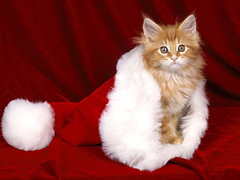 Animals, Cats, New Year, Christmas, Xmas HD wallpaper