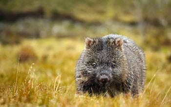 The bare-nosed, Wombats HD wallpaper