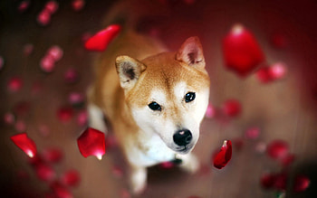 Animals, Petals, Dog, Muzzle HD wallpaper