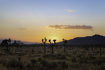 Mountains, Nature, Cactuses, Sunset, Desert HD wallpaper