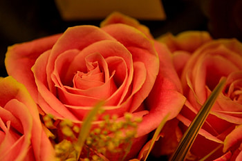 Orange Roses, rose, dozen roses, roses HD wallpaper