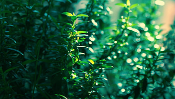 Green plants, bushes, nature, plants, green HD wallpaper