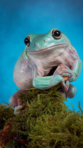 Cute Frog, Funny HD phone wallpaper