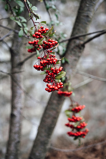 Nature, Berries, Plant, Branch, Bunch, Rowan HD phone wallpaper