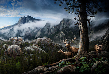 Elk Forest Landscape Conservation, elk, animals, forest, behance HD wallpaper