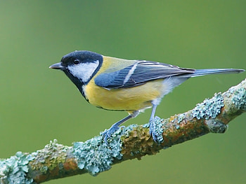 Birds, Animals HD wallpaper